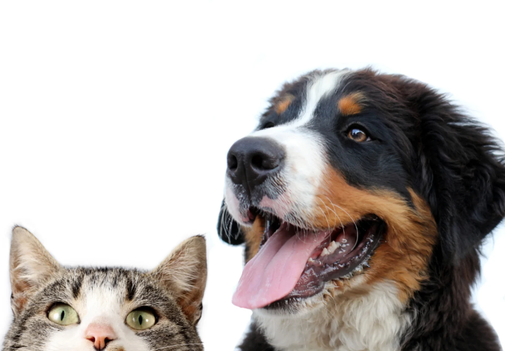 Close up of dog and cat's face with a white background 